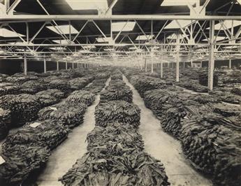(BURLEY TOBACCO--LEXINGTON, KY) An extensive photographic archive containing 94 photographs relating to the Burley Tobacco industry in